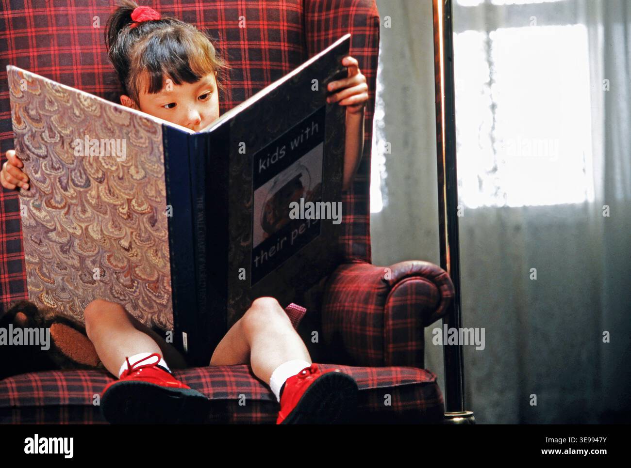 Ein Mädchen sitzt auf einem roten karierten Stuhl mit einem großen Buch auf dem Schoß. Sie konzentriert sich auf die Seiten des Buches, das Kinder mit ihren Haustieren zeigt. Sonnenlicht kommt Stockfoto