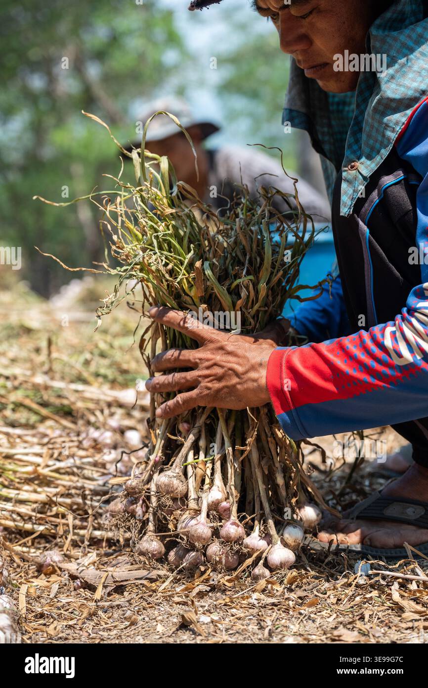 Erntezeit auf der lokalen Farm in Thailand, Arbeiter sammeln Knoblauchpflanzen auf dem Feld im Dorf. Stockfoto