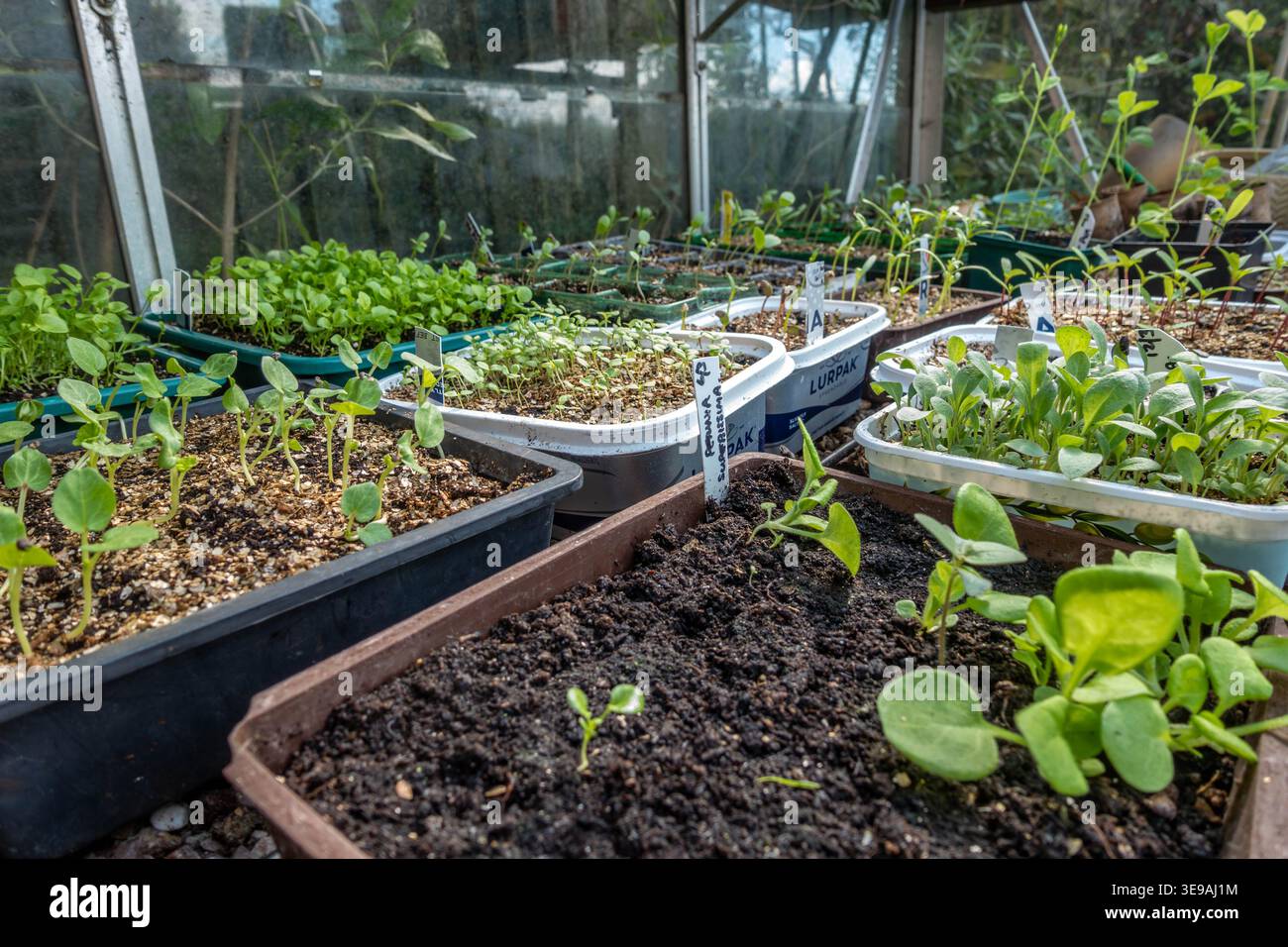 Setzlinge, die in Saatgutschalen und recycelten Buttertöpfen in einem Gewächshaus wachsen. Stockfoto