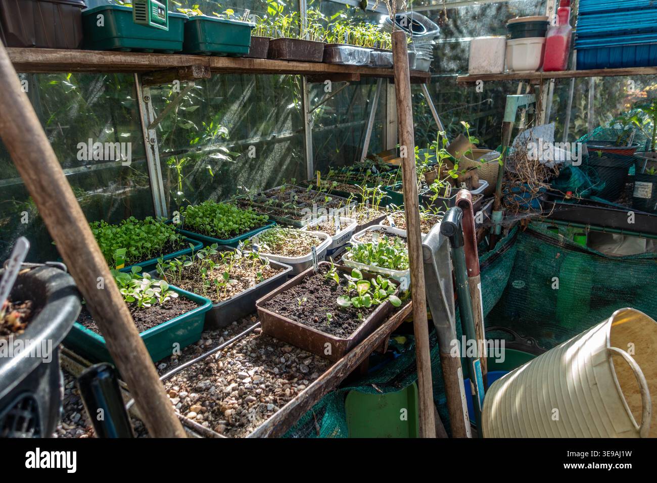 Setzlinge, die in Saatgutschalen und recycelten Buttertöpfen in einem Gewächshaus wachsen. Stockfoto