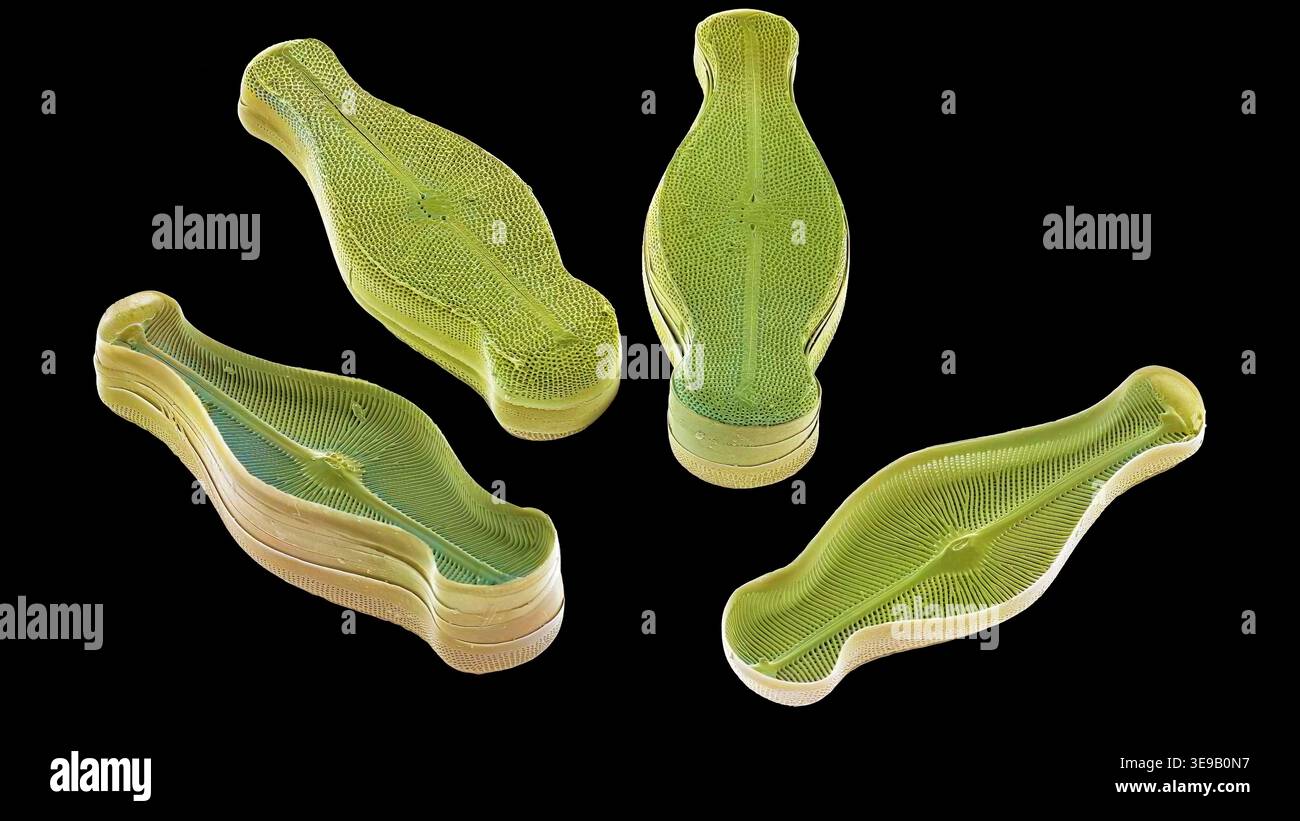 Kieselalgen. Farbige Rasterelektronenmikrographie (REM). Vergrößerung: x2000 bei Druck in einer Breite von 10 Zentimetern. Stockfoto
