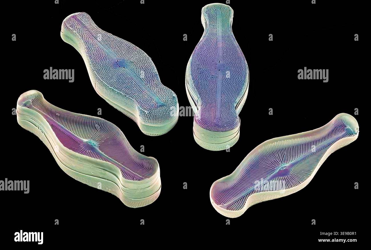 Kieselalgen. Farbige Rasterelektronenmikrographie (REM). Vergrößerung: x2000 bei Druck in einer Breite von 10 Zentimetern. Stockfoto