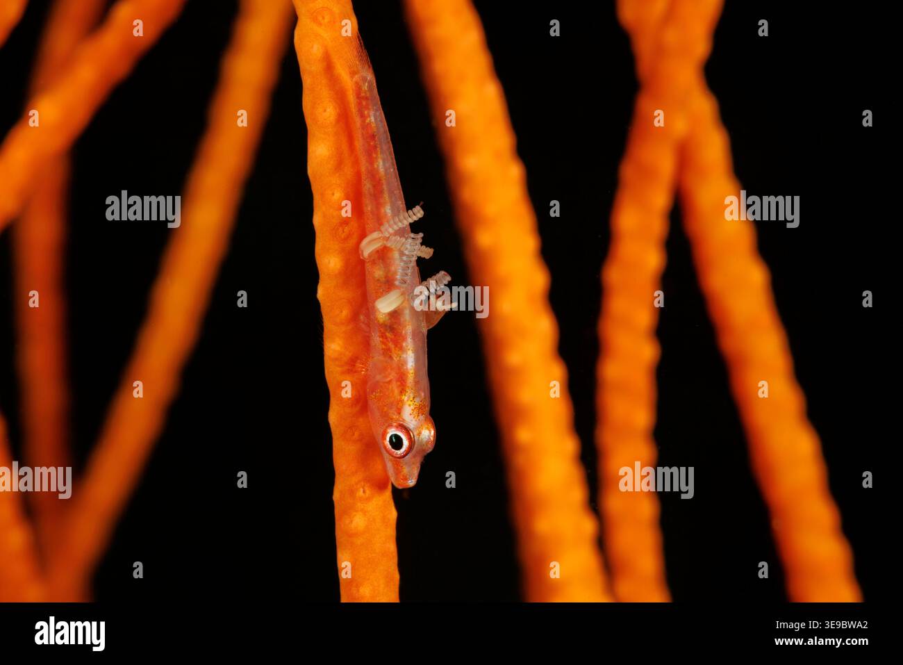 Ein Loki-Peitschengoby, Bryaninops loki, thront zart entlang einer Peitschenkoralle der Ordnung Alcyonacea in der Lembeh-Straße, Nord-Sulawesi, Indonesien. Perfectl Stockfoto