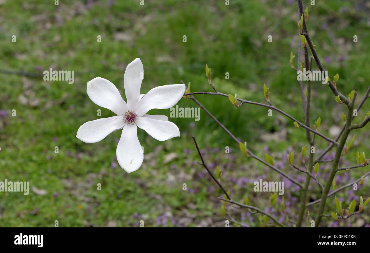 Einzelne Magnolienblüte in voller Blüte auf einem dünnen Zweig mit weichen weißen und blassrosa Blüten, gefangen in diffusem Licht gegen einen verschwommenen grünen Hintergrund Stockfoto