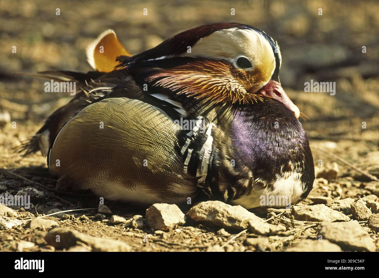 Mandarinenente, Dendronessa galericulata, Mandarin, Kanarenmandarin Stockfoto