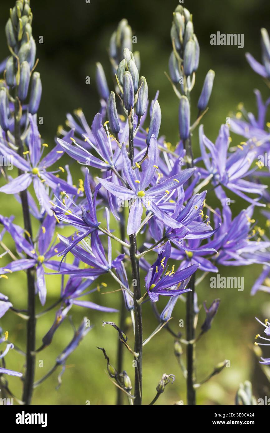 Camassia cusickii, Cusick's Prärielilie - Camassia cusickii, Cussicks camas, Quamash, Camass, wilde Hyazinthe Stockfoto
