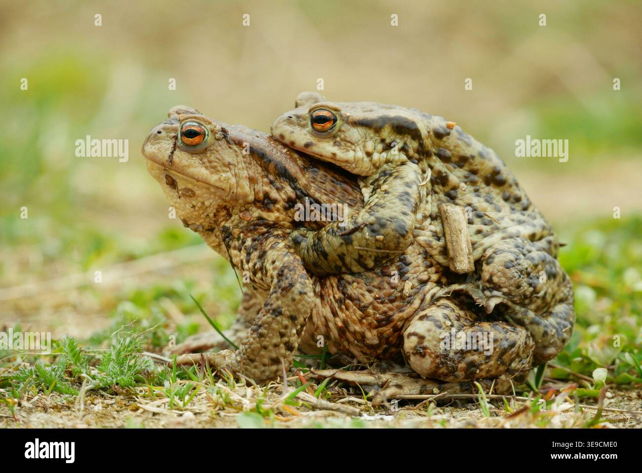 Paarung der europäischen Kröte Bufo bufo-Paar Bufonidae Amphibien Frosch erfolgreiche Frogspawn inguinal- und axilläre Amplexus-anregend Arten reproduktiv Stockfoto