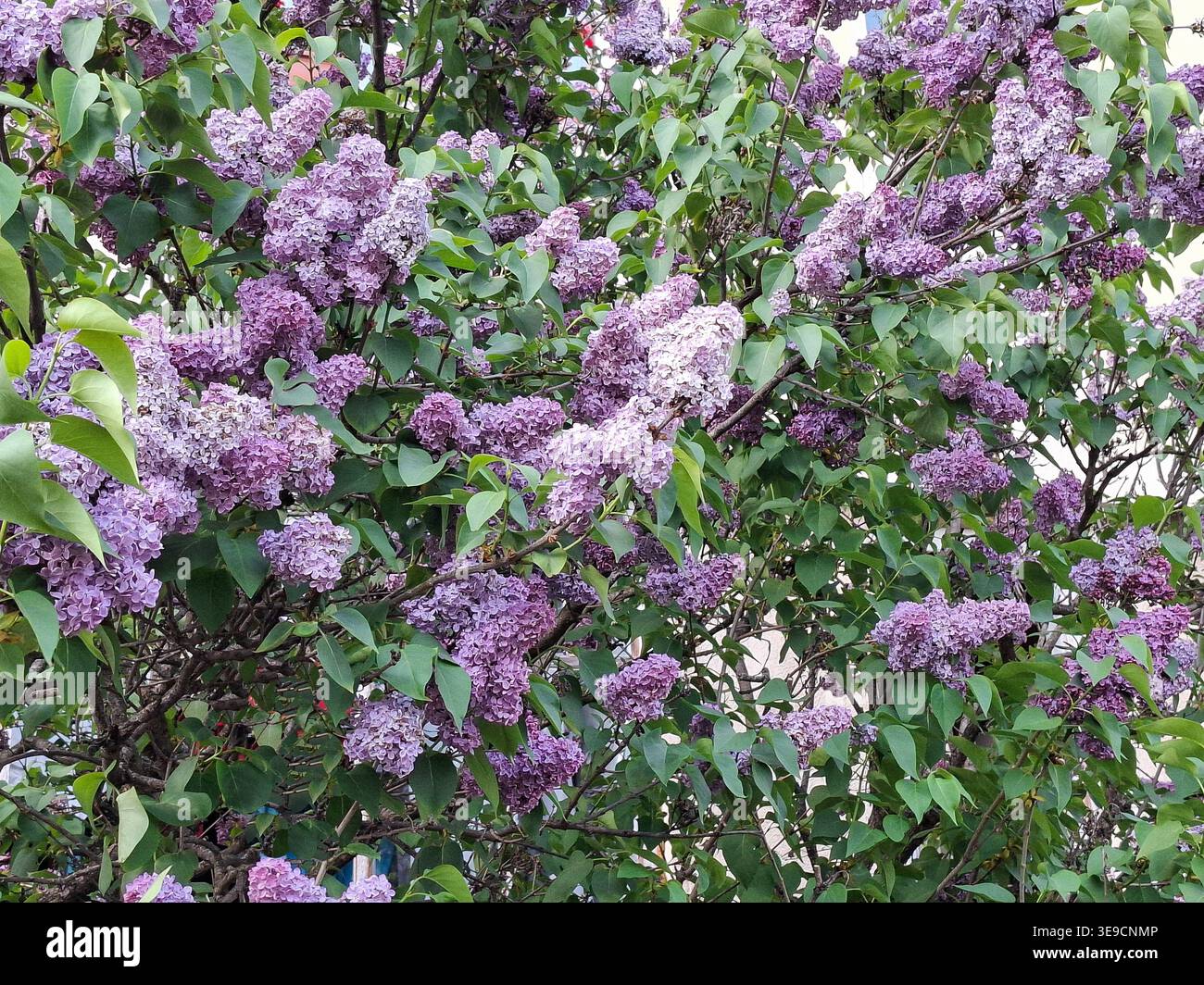 Blühender Fliederstrauch. Syringa vulgaris Stockfoto