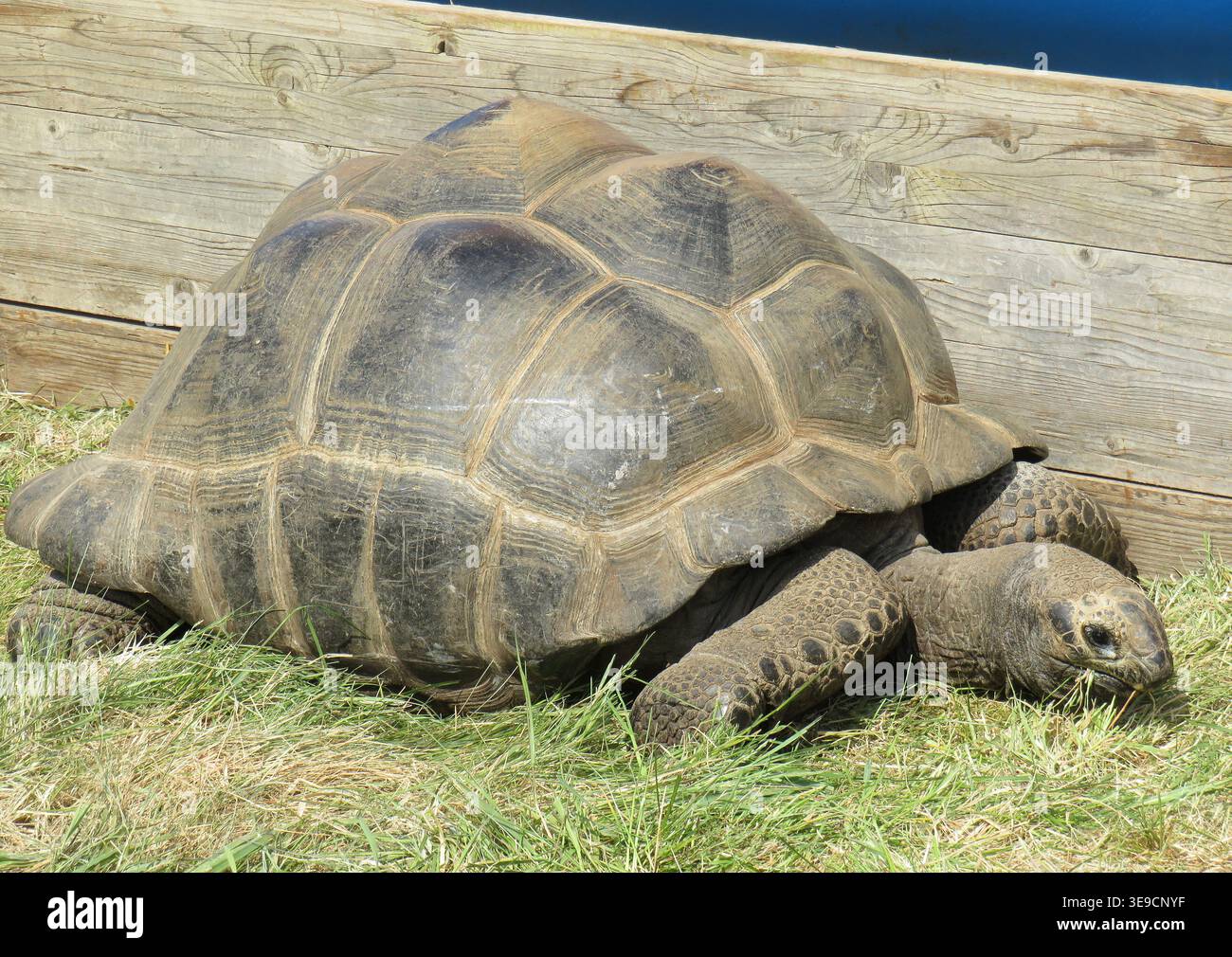 Aldabra-Riesenschildkröte (Aldabrachelys Gigantea) Stockfoto