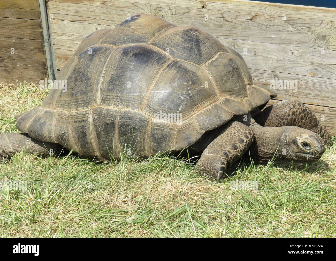 Aldabra-Riesenschildkröte (Aldabrachelys Gigantea) Stockfoto