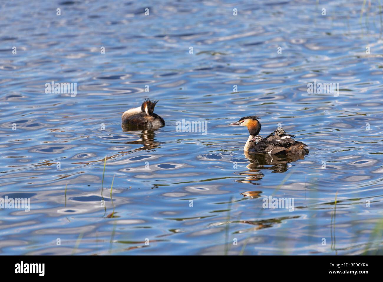 Great Crested Grebe; Podiceps cristatus; mit Young auf dem Rücken; UK Stockfoto