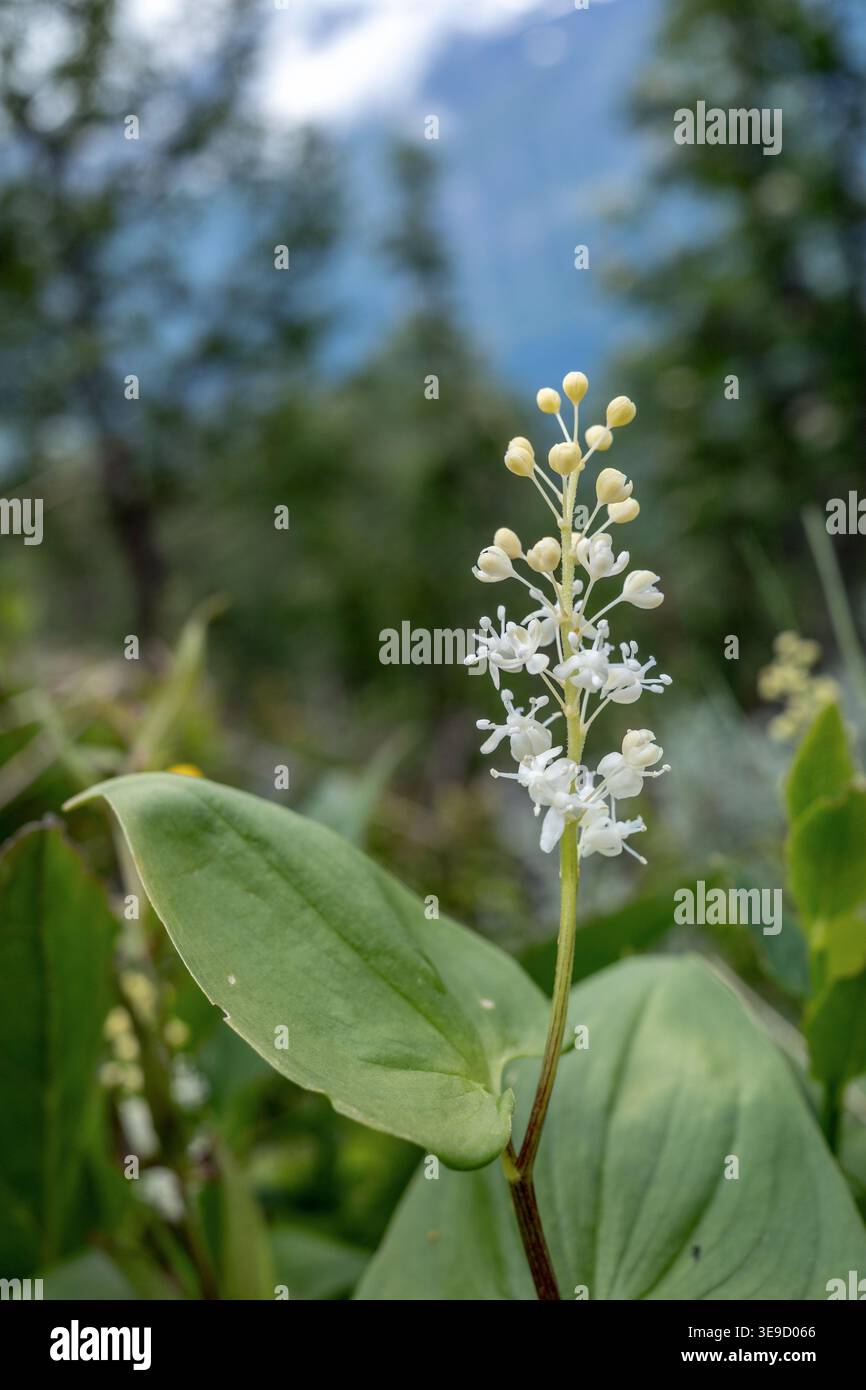 May Lily; Maianthemum bifolium; blühend; UK Stockfoto