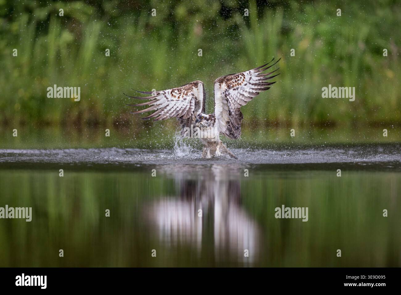 Osprey; Pandion haliaetus; Jagd; Großbritannien Stockfoto