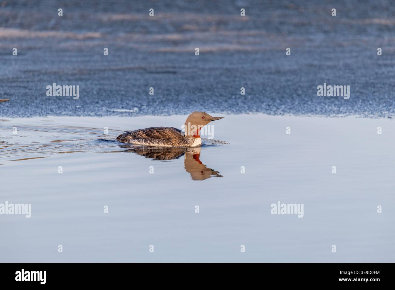 Red throated Diver; Gavia stellata; Zuchtgefieder; UK Stockfoto