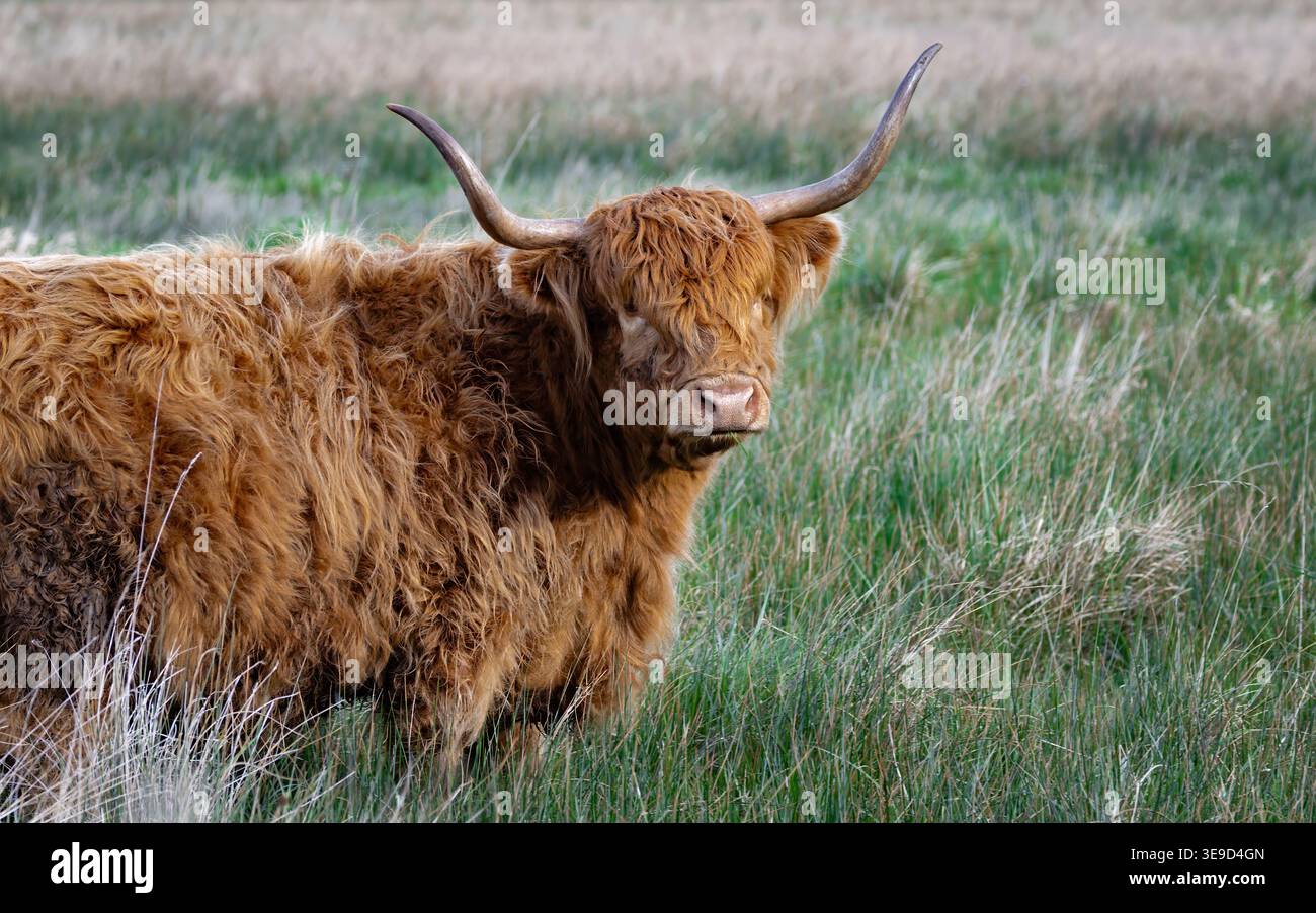 Hochlandrinder in einem Feld Stockfoto