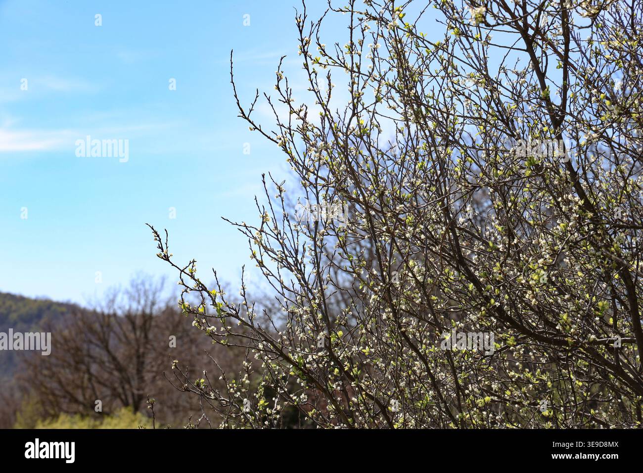 albero su sfondo di cielo azzurro con nuvole e colline Stockfoto