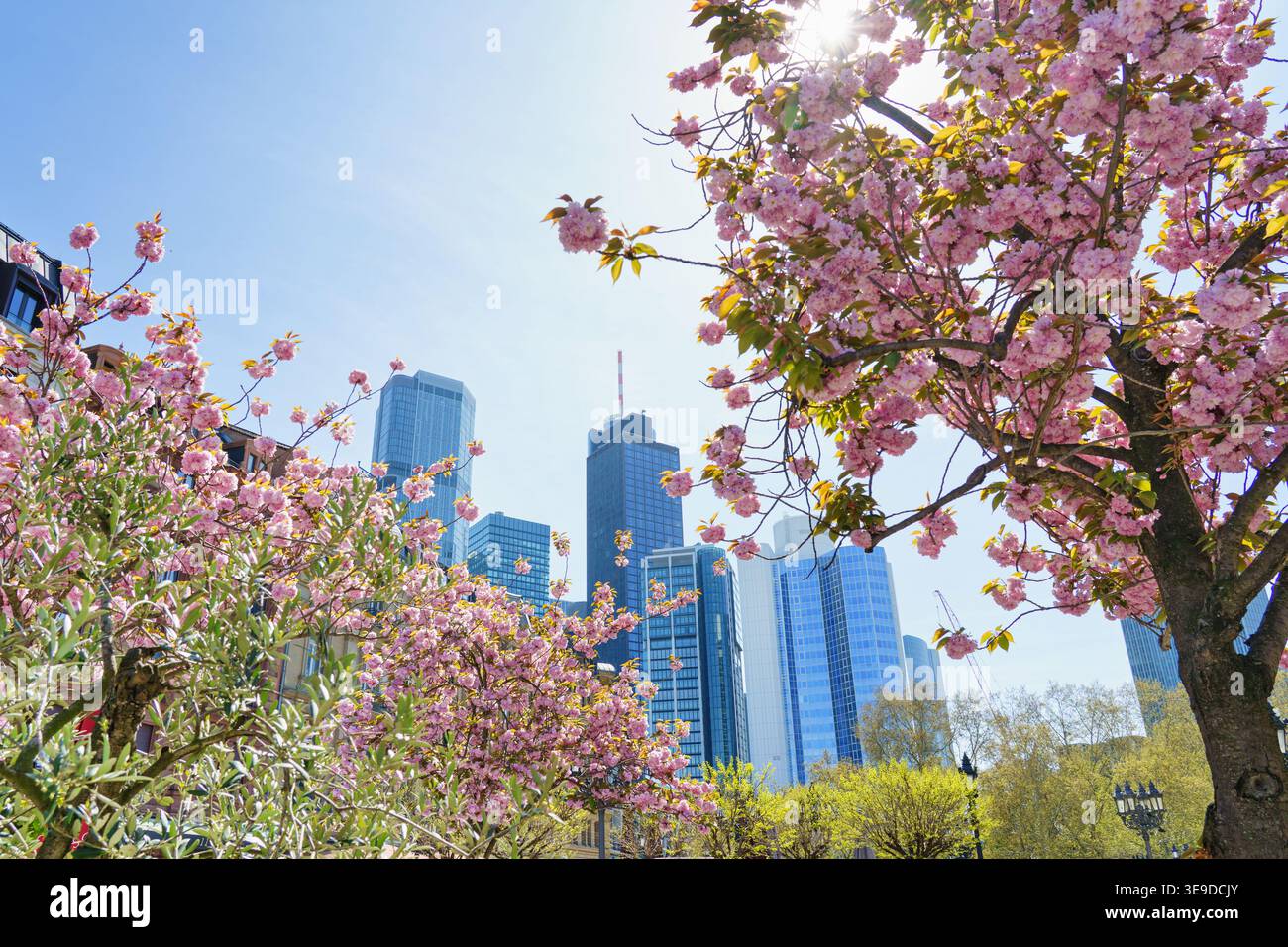 Ein großes Panorama der Skyline von Frankfurt am Main im Frühjahr. Sakura-Blüten. Stockfoto