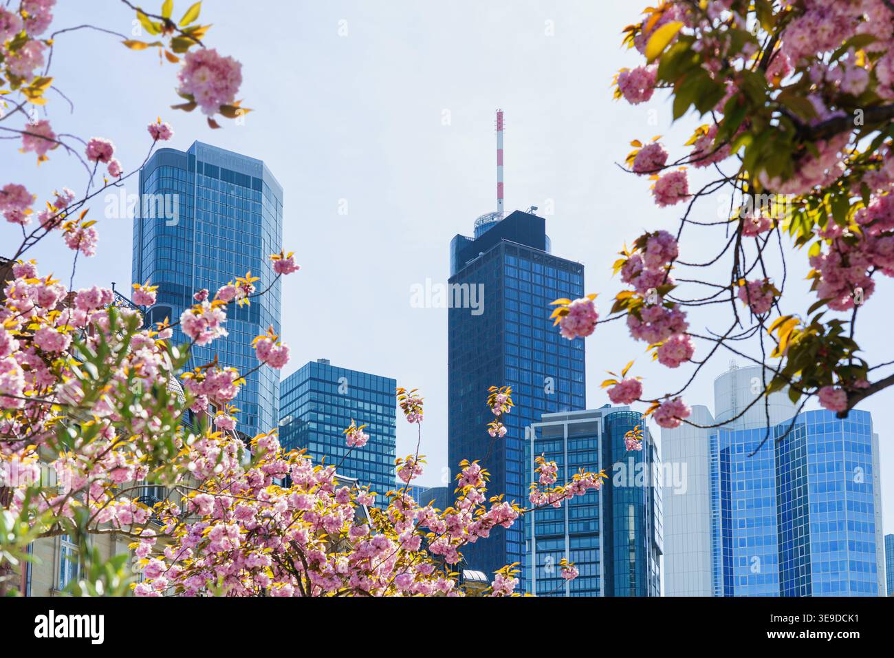 Ein großes Panorama der Skyline von Frankfurt am Main im Frühjahr. Sakura-Blüten. Stockfoto