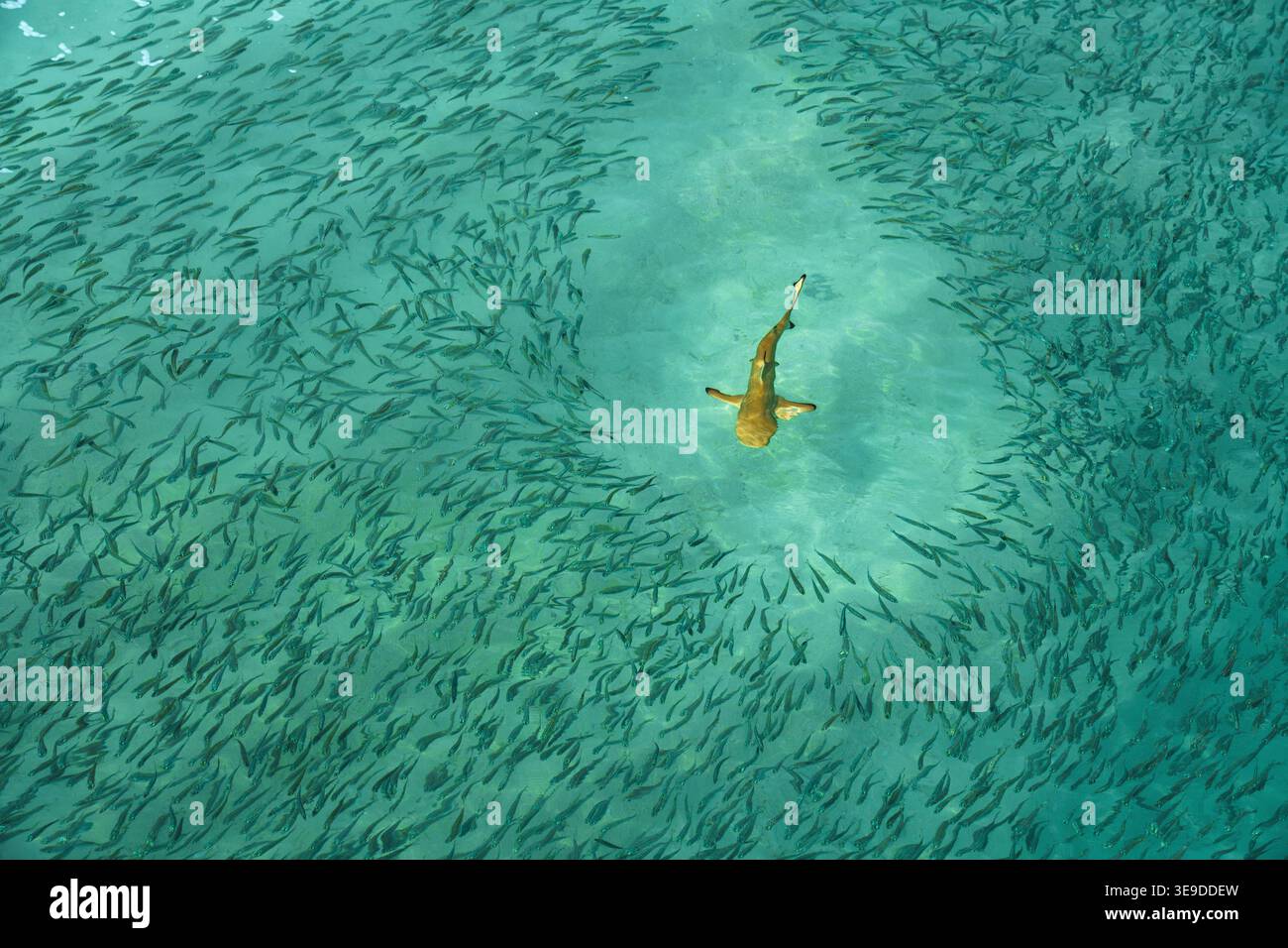 Ein Riffhai jagt kleine Fische im Ozean. Stockfoto