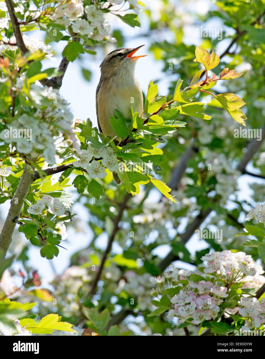 Der Seggenkraut Acrocephalus schoenobaenus singt Otmoor Oxfordshire Stockfoto