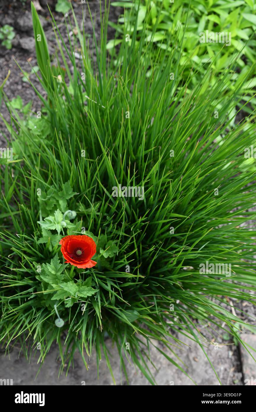 Einzelner roter Mohn im Gras Stockfoto