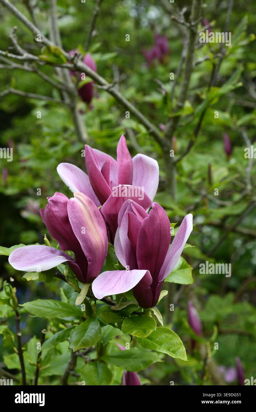 Purpur Magnolie Stockfoto