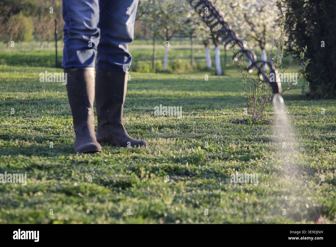Nahaufnahme des Herbizidsprays auf Rasen – Unkrautbekämpfung und Gartenpflegekonzept Stockfoto