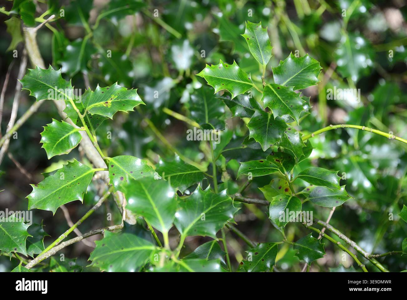 Ein stechpalmenstrauch wächst im Wald Stockfoto