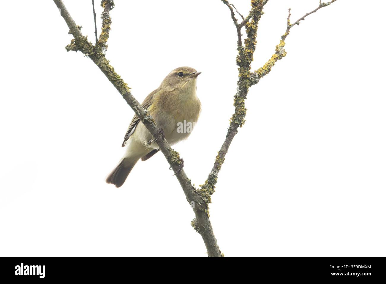 Iberischer Chiffchaff (Phylloscopus ibericus) Westleton Heath Suffolk April 2026 Stockfoto