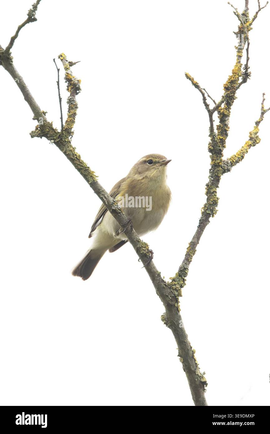 Iberischer Chiffchaff (Phylloscopus ibericus) Westleton Heath Suffolk April 2026 Stockfoto