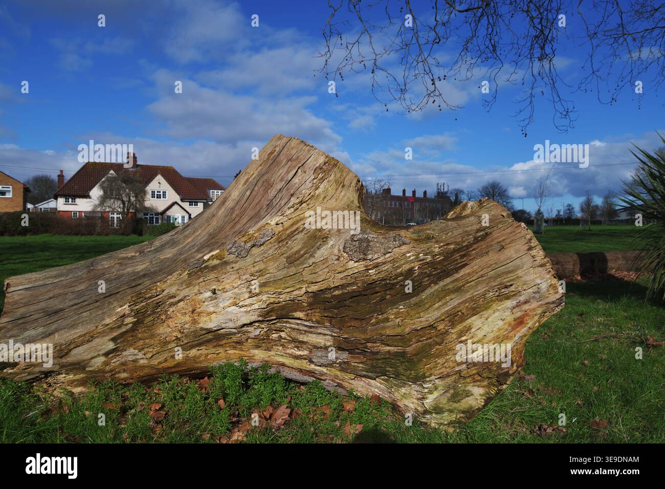 Nahaufnahme eines gefällten Baumstamms in einem Bristol Park, der verwitterte Holzstruktur, natürliche Muster und städtische Grünflächen hervorhebt. Stockfoto