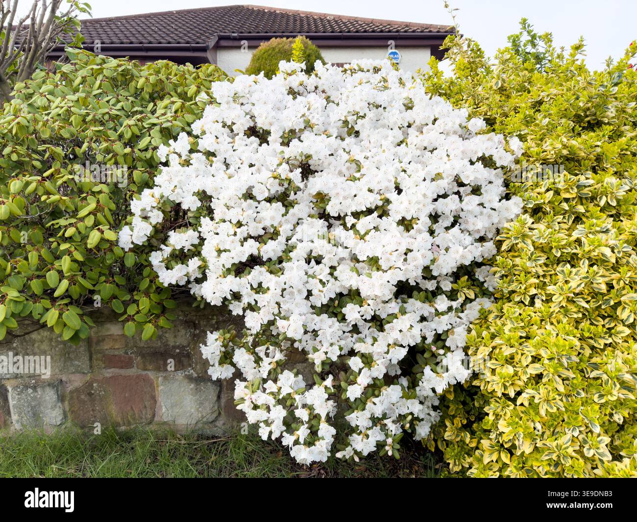 Rhododendron Cilpinense in voller Blüte in einem englischen Vorstadtgarten im März Stockfoto