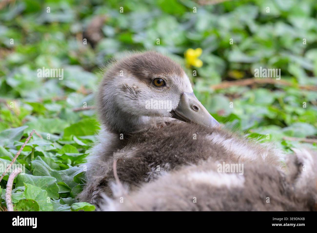 Junge ägyptische Gans, fotografiert im Forty Hall Park, London, mit frühem Gefieder und natürlichem Verhalten in einem urbanen Park. Stockfoto
