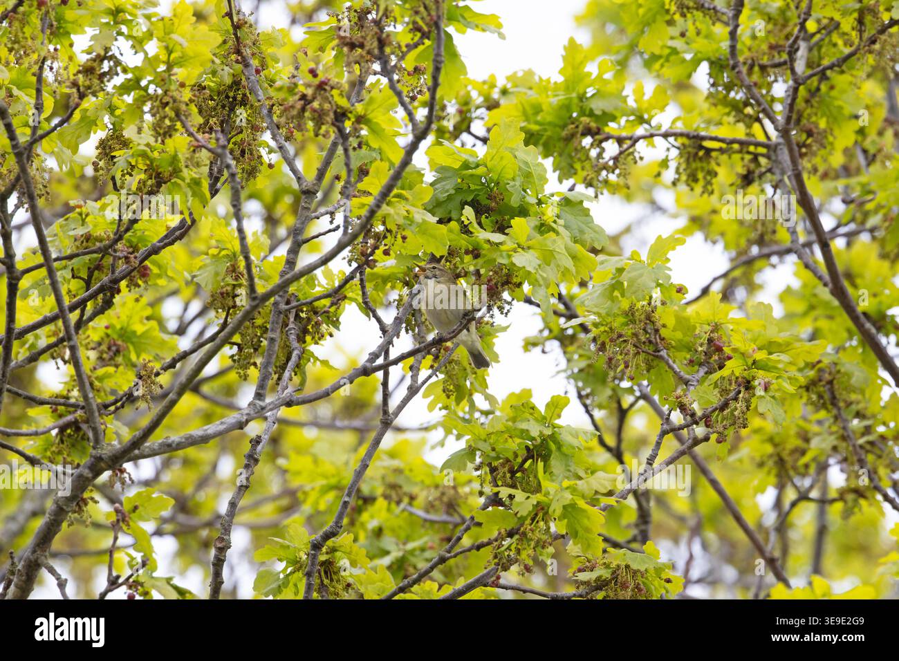 Iberischer Chiffchaff (Phylloscopus ibericus) Westleton Heath Suffolk April 2026 Stockfoto