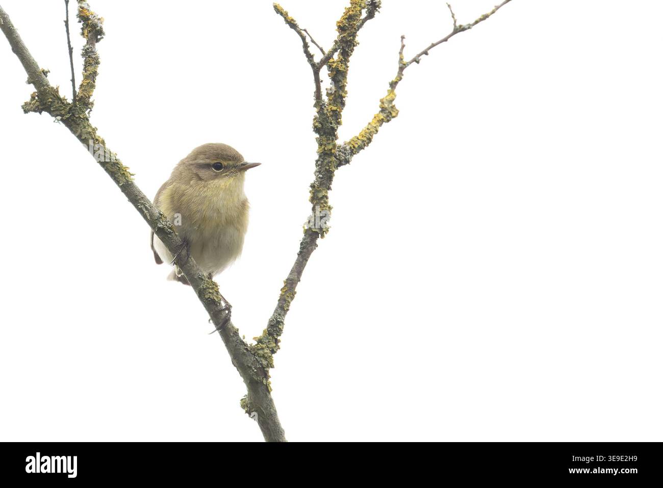 Iberischer Chiffchaff (Phylloscopus ibericus) Westleton Heath Suffolk April 2026 Stockfoto