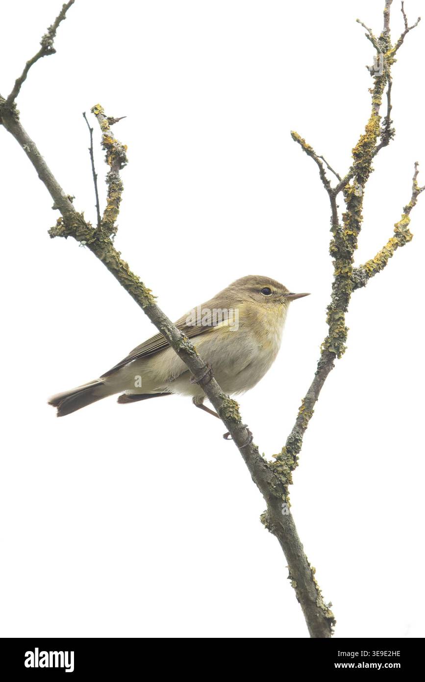 Iberischer Chiffchaff (Phylloscopus ibericus) Westleton Heath Suffolk April 2026 Stockfoto