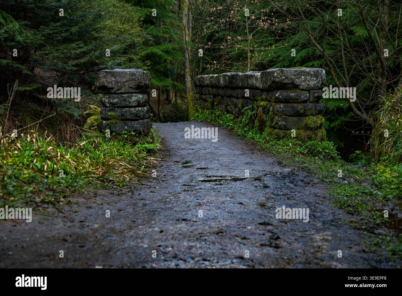 Eine robuste, moosbedeckte Steinbrücke überquert einen Waldweg an der Eremitage und führt die Wanderer zu den Black Linn Falls in Perthshire Stockfoto