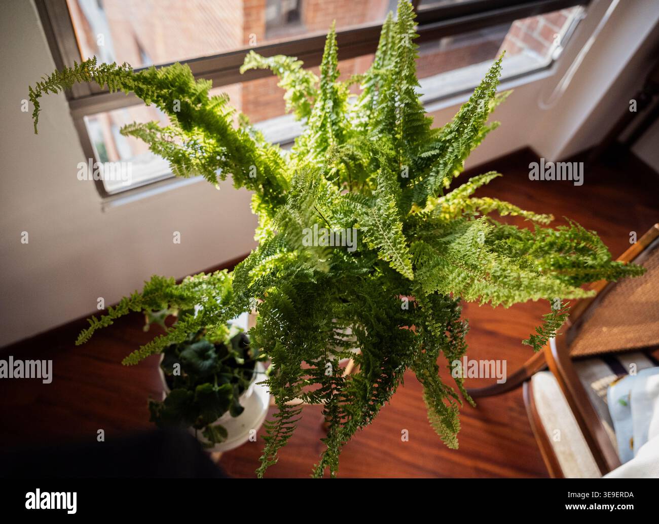 Blumen im Haus und im Garten Stockfoto