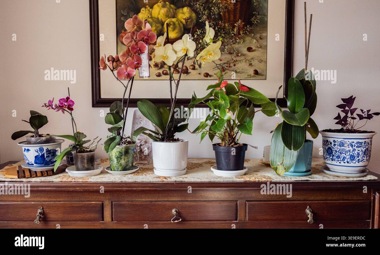 Blumen im Haus und im Garten Stockfoto
