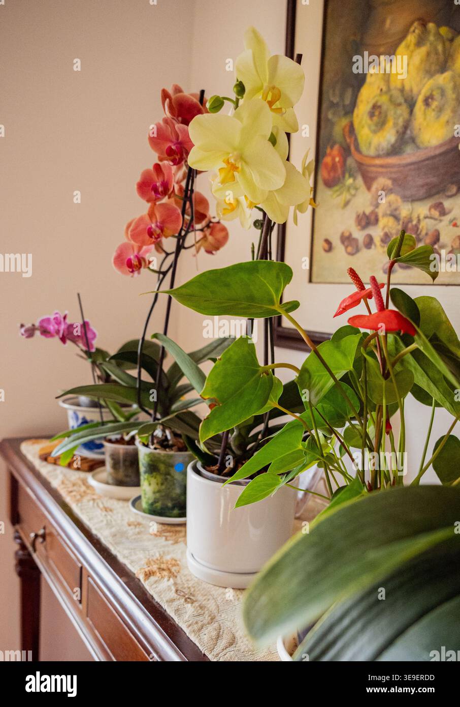 Blumen im Haus und im Garten Stockfoto