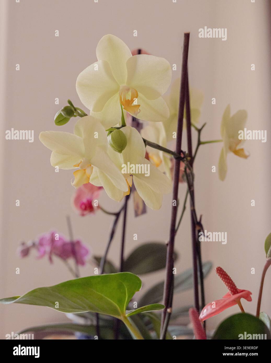 Blumen im Haus und im Garten Stockfoto