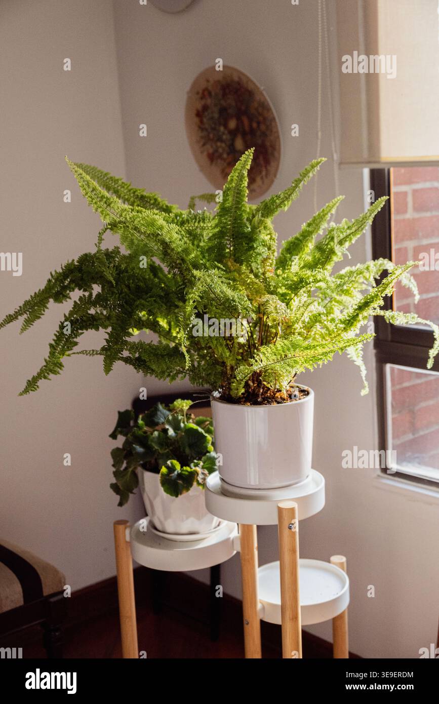 Blumen im Haus und im Garten Stockfoto