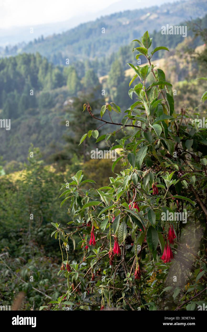 Blumen im Haus und im Garten Stockfoto