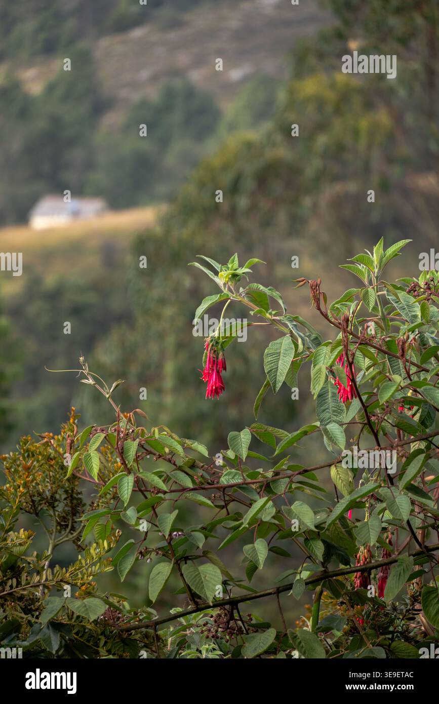 Blumen im Haus und im Garten Stockfoto