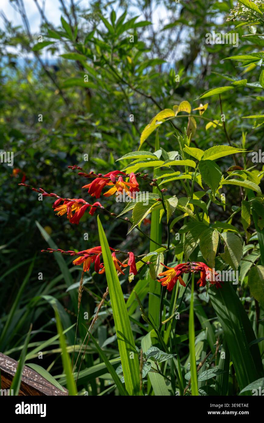 Blumen im Haus und im Garten Stockfoto
