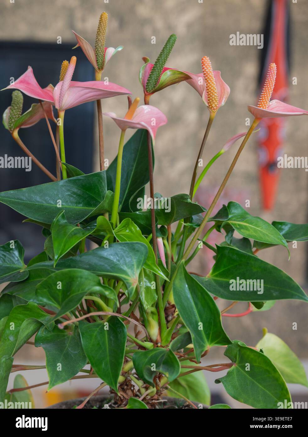 Blumen im Haus und im Garten Stockfoto