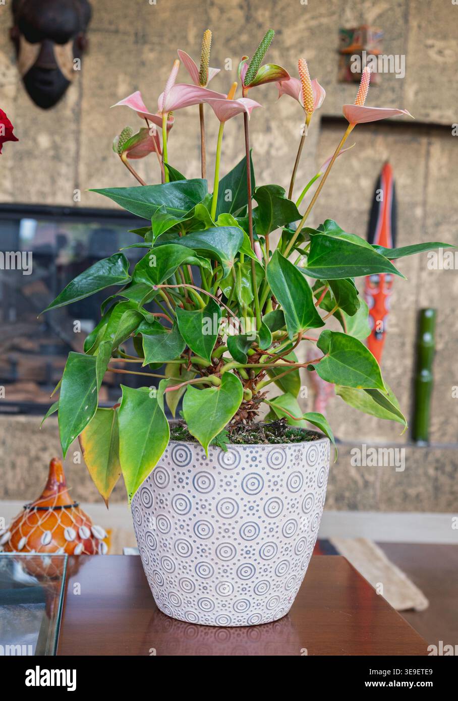 Blumen im Haus und im Garten Stockfoto