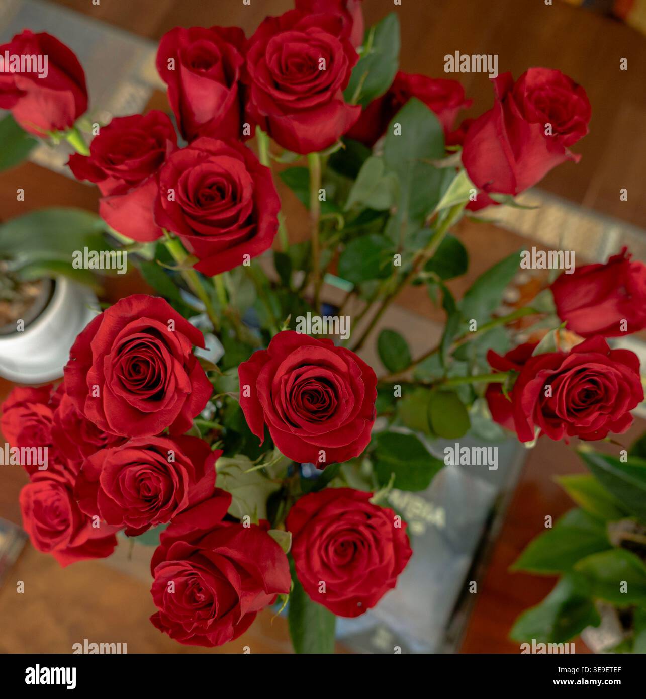 Blumen im Haus und im Garten Stockfoto