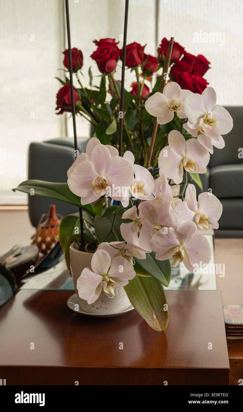 Blumen im Haus und im Garten Stockfoto