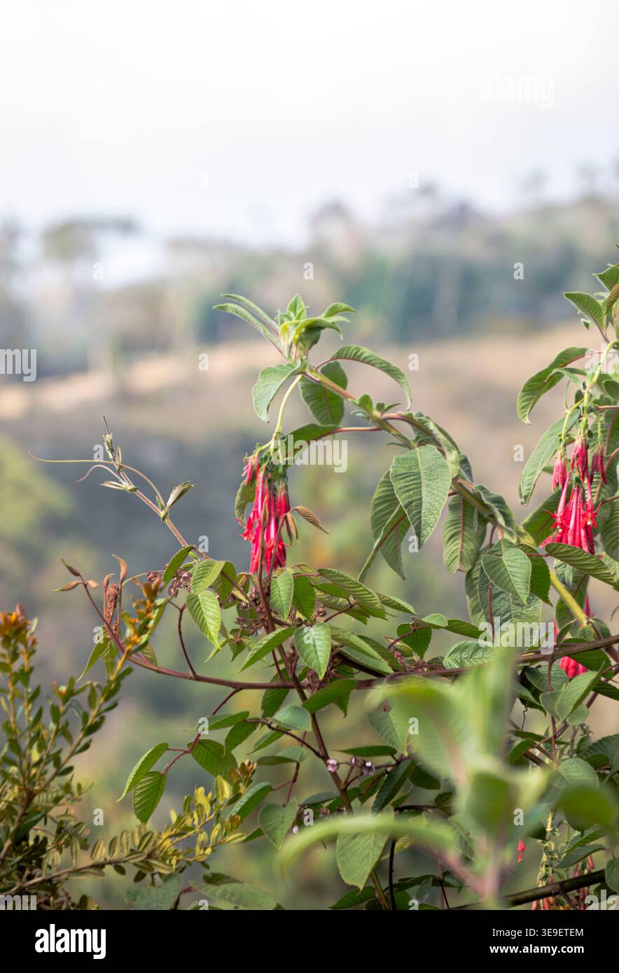 Blumen im Haus und im Garten Stockfoto